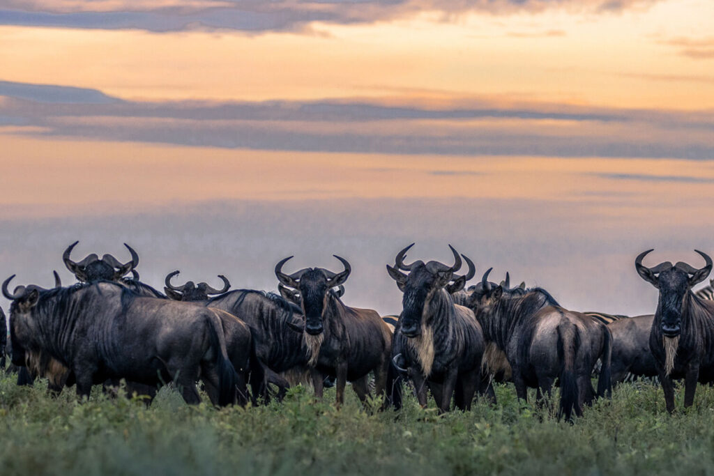 8days magnificent luxury safari including zanzibar beach