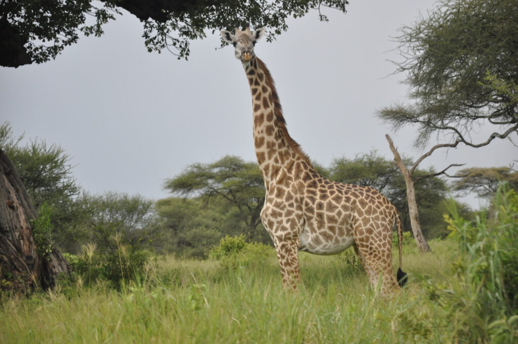 How Much Does It Cost to Visit the Serengeti? A 2025 Pricing Guide by Adventrk Safari