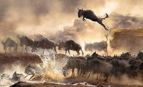 10 Reasons Why You Should Witness the Great Migration Safari in Tanzania best tour operator in tanzania