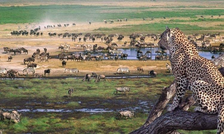 Tanzania Travel Guide for Chinese Visitors 坦桑尼亚旅行全攻略(专为中国游客准备)  —— Adventrek Safari 精心整理 Tanzania Travel Guide for Chinese Visitors