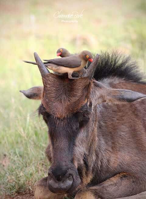 Tanzania Safari – What’s New in 2025 tanzania tour packages